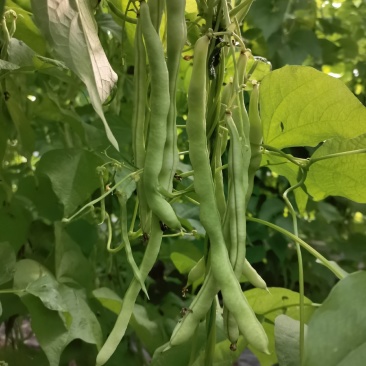 芸豆大量上市中