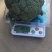【西兰花】山东耐寒优秀西兰花大量供应无中间商欢迎咨询