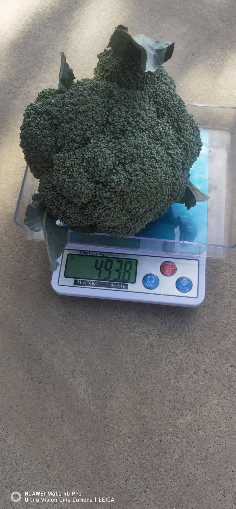 【西兰花】山东耐寒优秀西兰花大量供应无中间商欢迎咨询