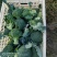 【西兰花】山东耐寒优秀西兰花大量供应无中间商欢迎咨询