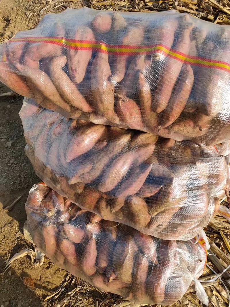 红薯济薯26支持微商电商市场超市批发全国发货