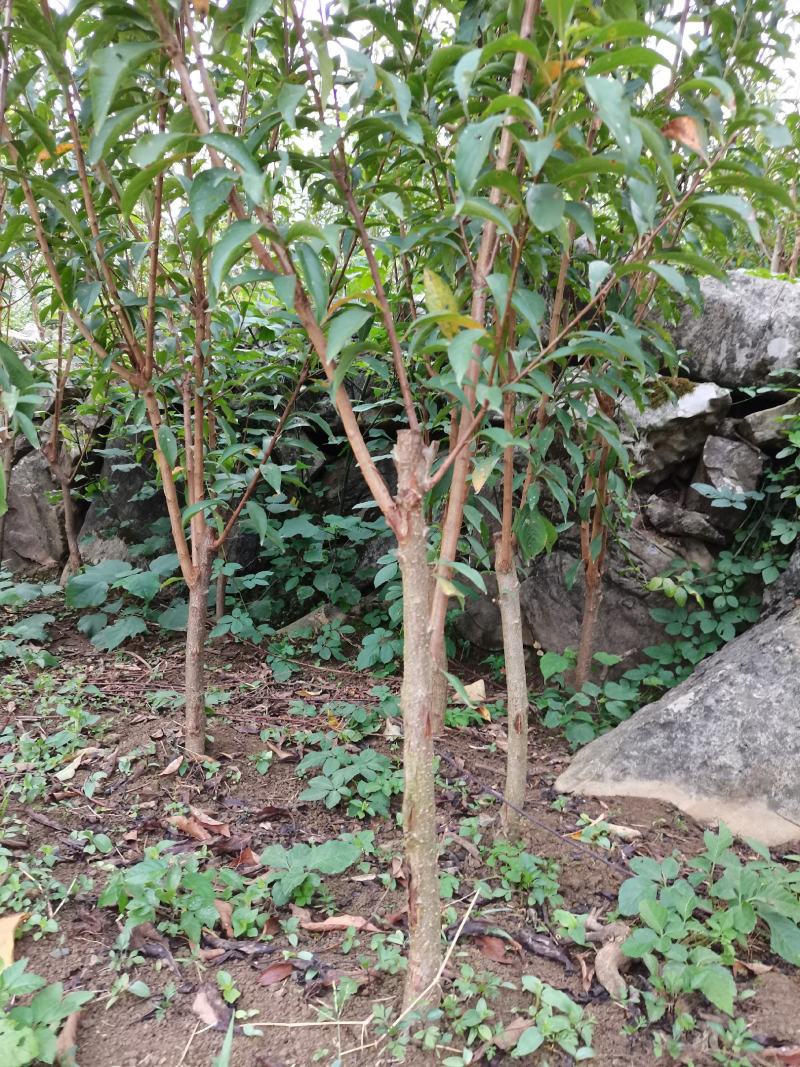 正宗六码蜂糖李一代嫁接苗四月李苗营养杯苗袋0.6/8公分