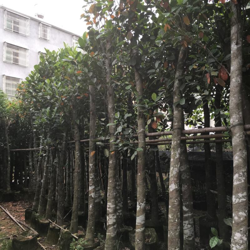 菠萝蜜/菠萝蜜树，产地直销5-8-10分菠萝蜜袋苗