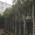 菠萝蜜/菠萝蜜树，产地直销5-8-10分菠萝蜜袋苗