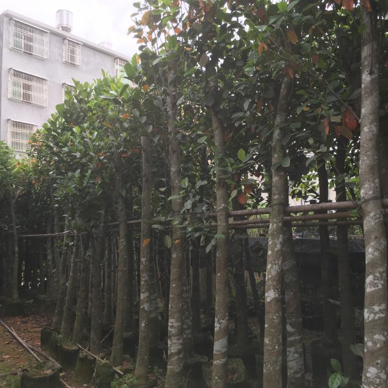菠萝蜜/菠萝蜜树，产地直销5-8-10分菠萝蜜袋苗