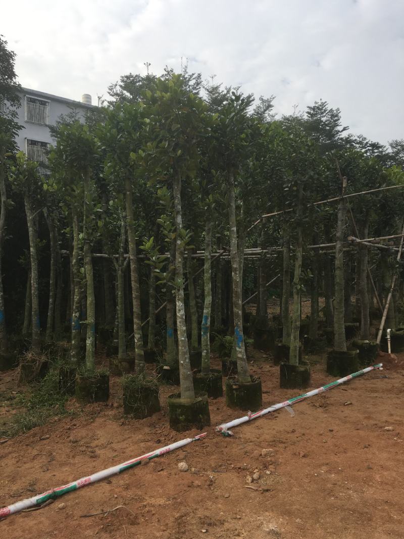菠萝蜜/菠萝蜜树，产地直销5-8-10分菠萝蜜袋苗