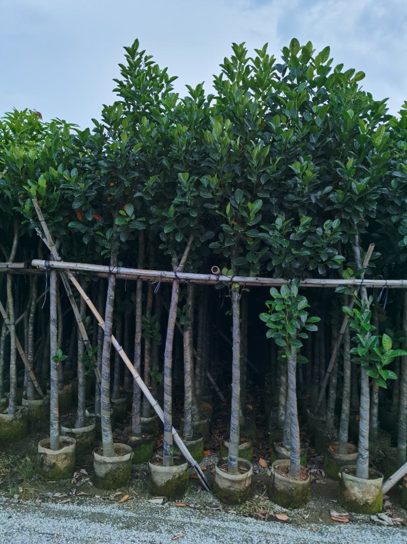菠萝蜜/菠萝蜜树，产地直销5-8-10分菠萝蜜袋苗