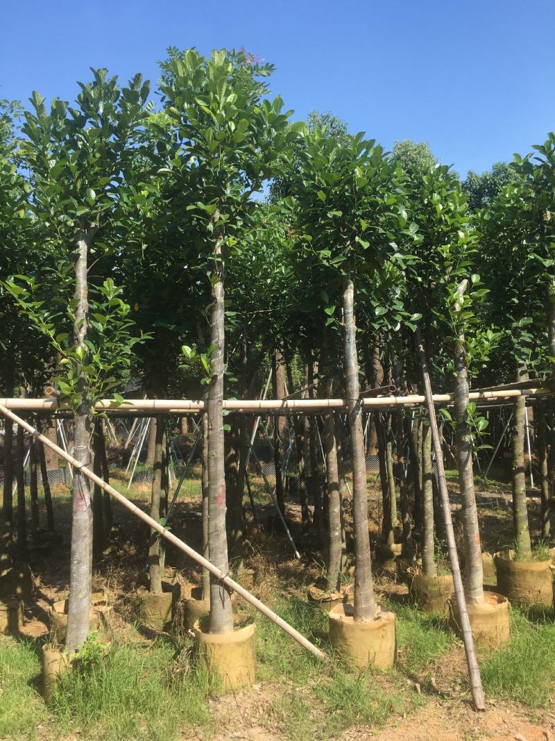 菠萝蜜/菠萝蜜树，产地直销5-8-10分菠萝蜜袋苗