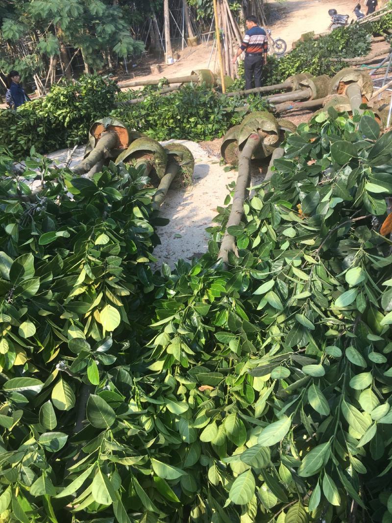 菠萝蜜/菠萝蜜树，产地直销5-8-10分菠萝蜜袋苗