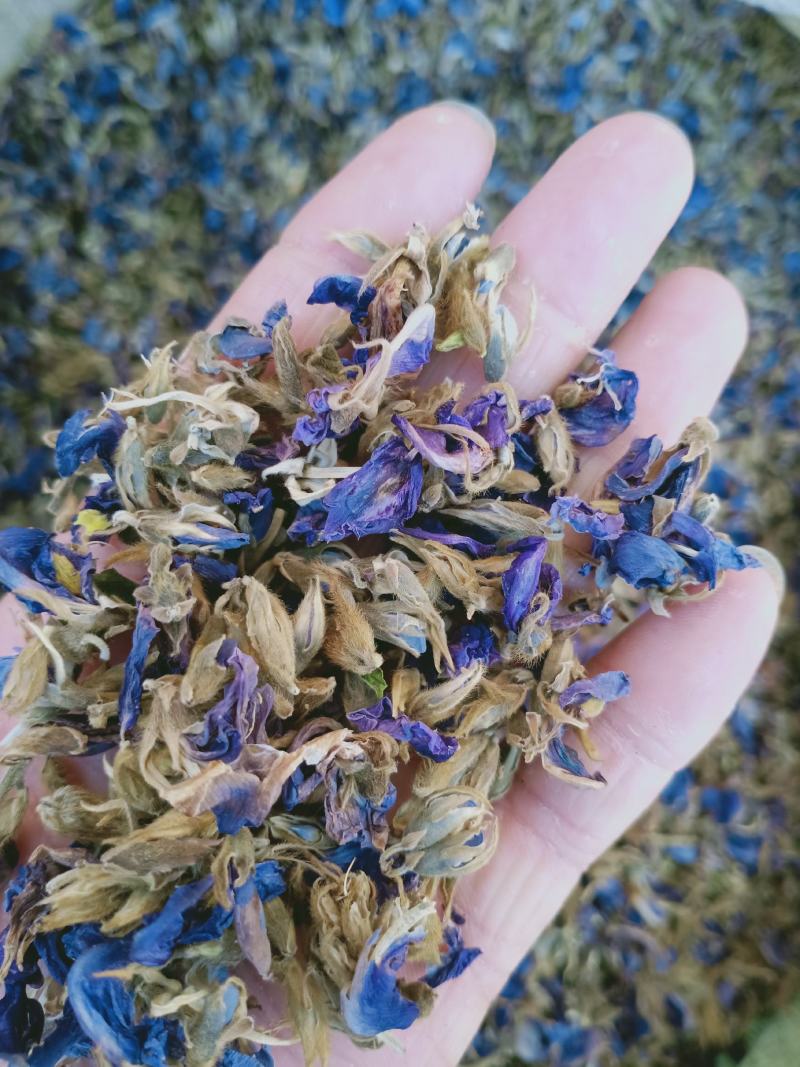 葛花，大花葛花新货颜色好泡水解酒，大量现货供应中！