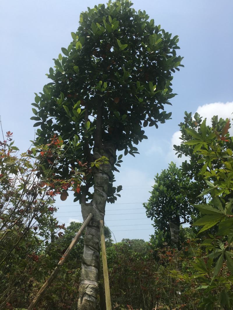 菠萝蜜树/菠萝蜜，基地直销10-12-15-20分菠萝蜜