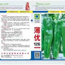 薄皮椒种子薄优126新育品种抗病性好青皮泡椒品种种子