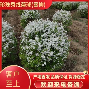 珍珠秀线菊(雪柳)、珍珠秀线菊球、珍珠秀线菊小苗。