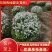 珍珠秀线菊(雪柳)、珍珠秀线菊球、珍珠秀线菊小苗。
