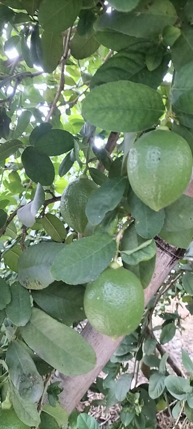 广东江门自家果园无籽香水柠檬