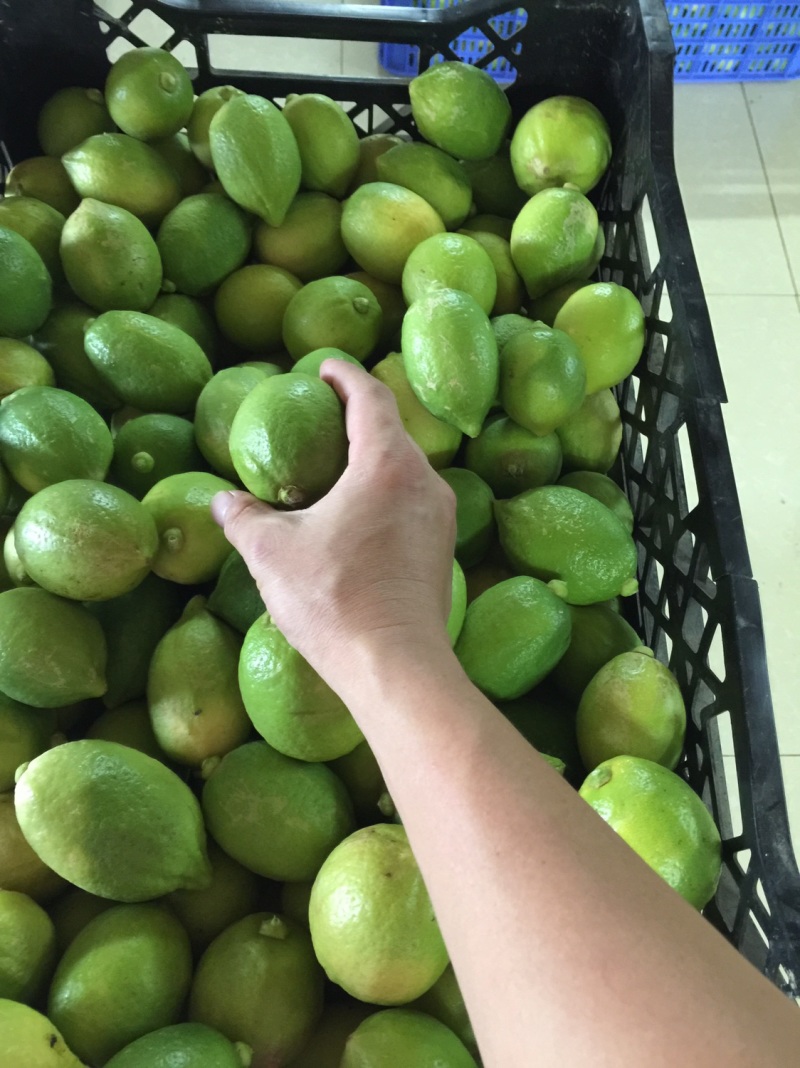 广东江门自家果园无籽香水柠檬