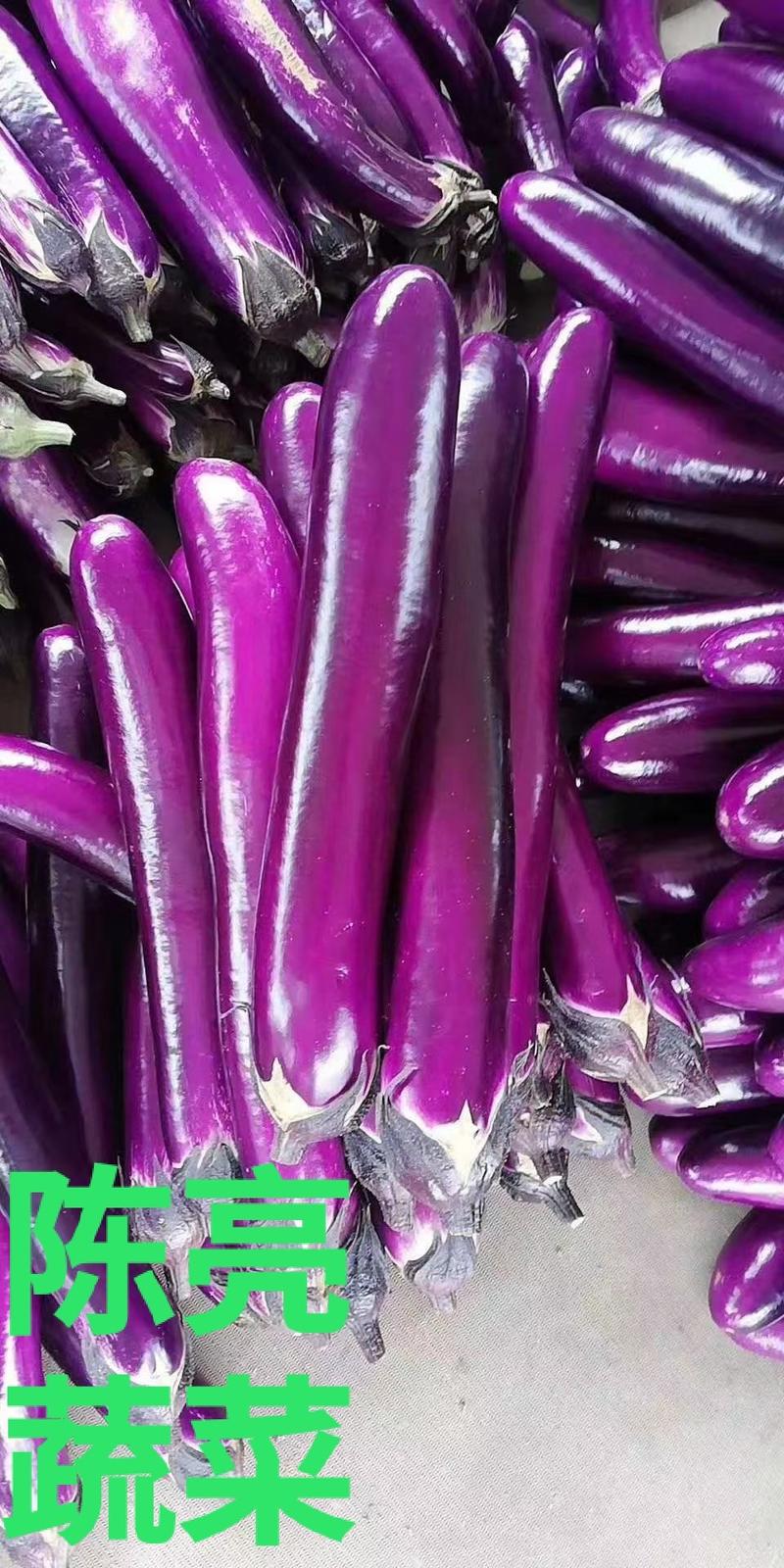 河南省紫长茄，广茄，长茄，基地大量供应，代发全国。