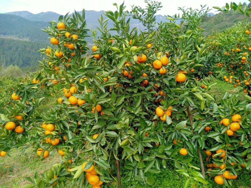 城固蜜桔