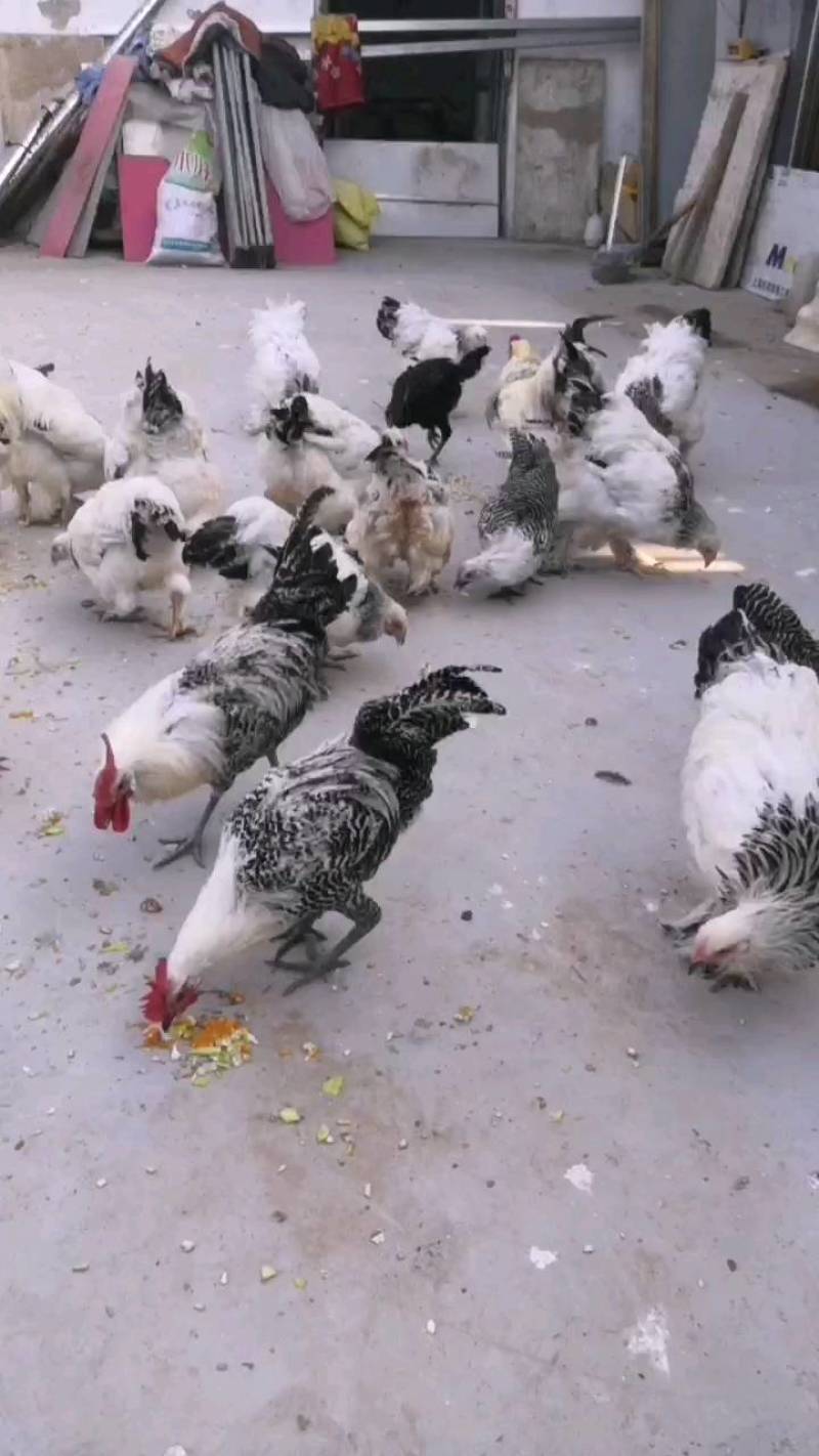 大体婆罗门鸡梵天鸡养殖青年观赏鸡