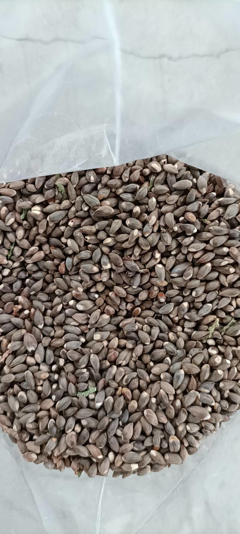 新采优质侧柏籽，棵粒饱满发芽高，全新无杂质，保证出芽率。