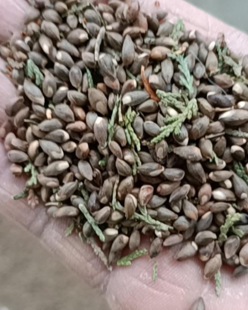 新采优质侧柏籽，棵粒饱满发芽高，全新无杂质，保证出芽率。