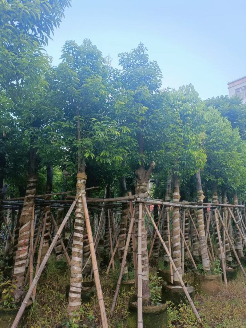 阴香