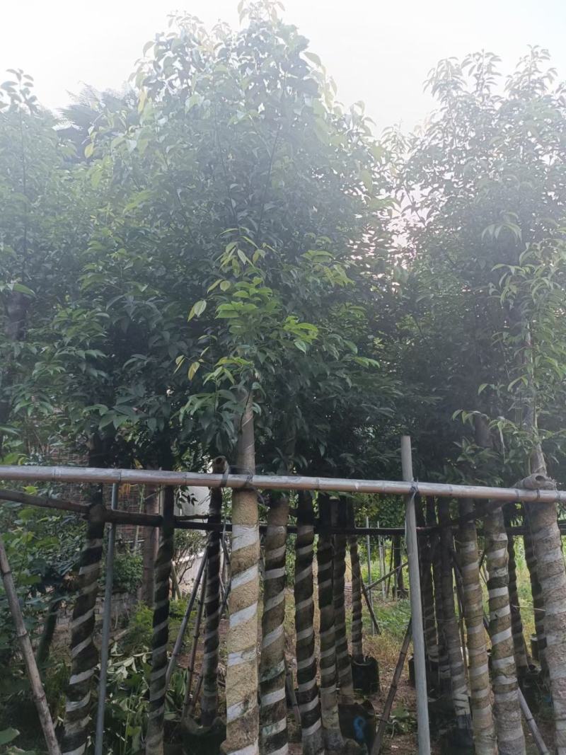 阴香
