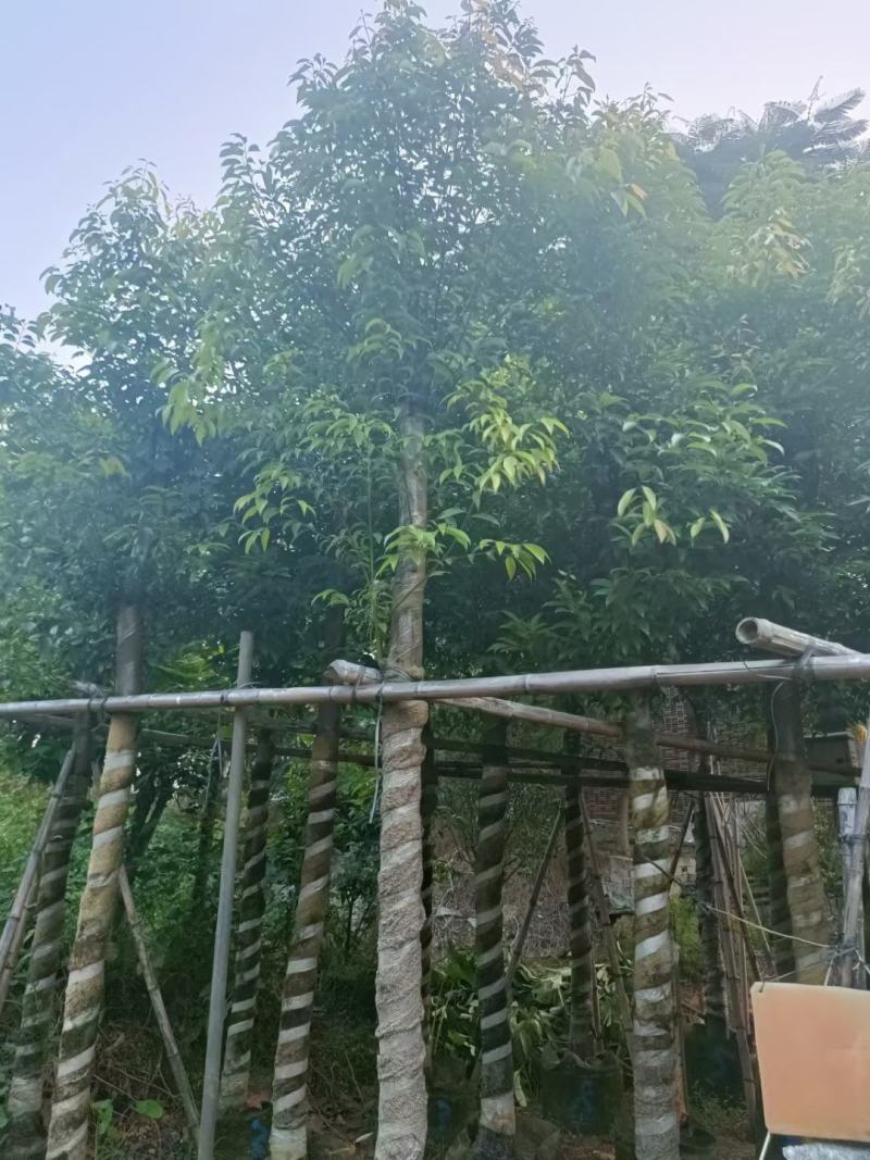 阴香