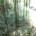 四方竹子