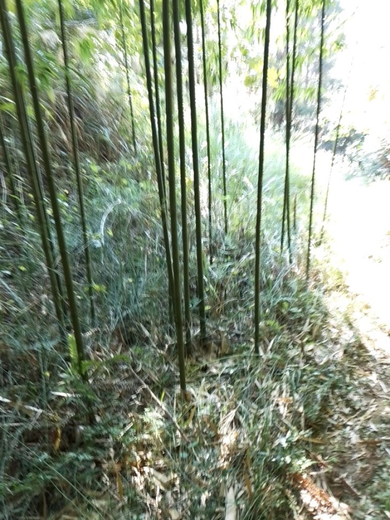四方竹子