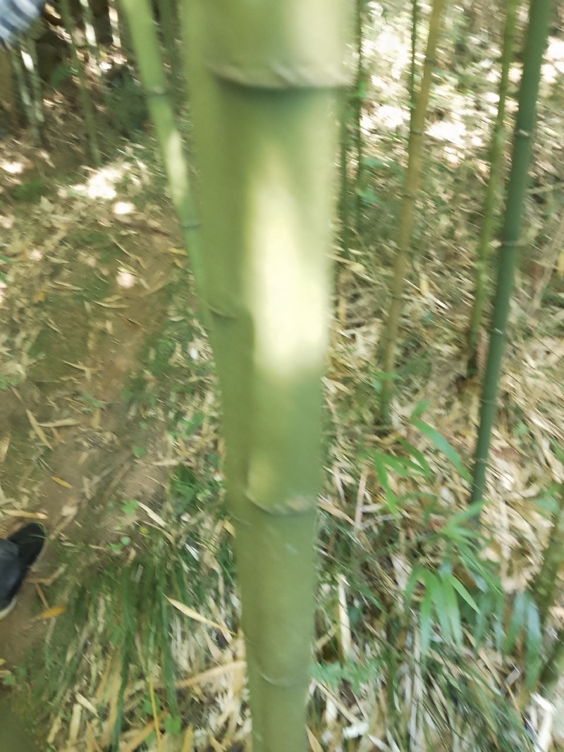 四方竹子