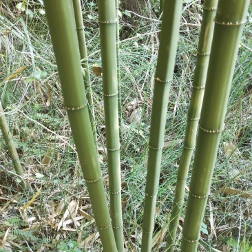 四方竹子