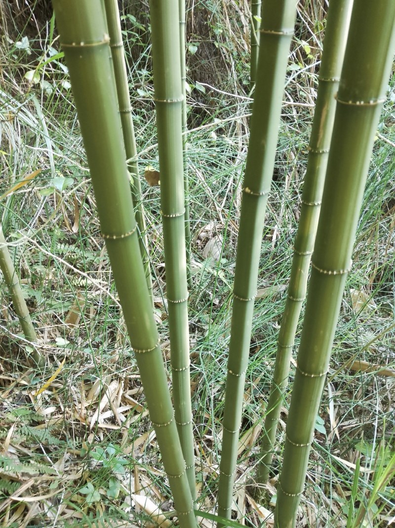 四方竹子