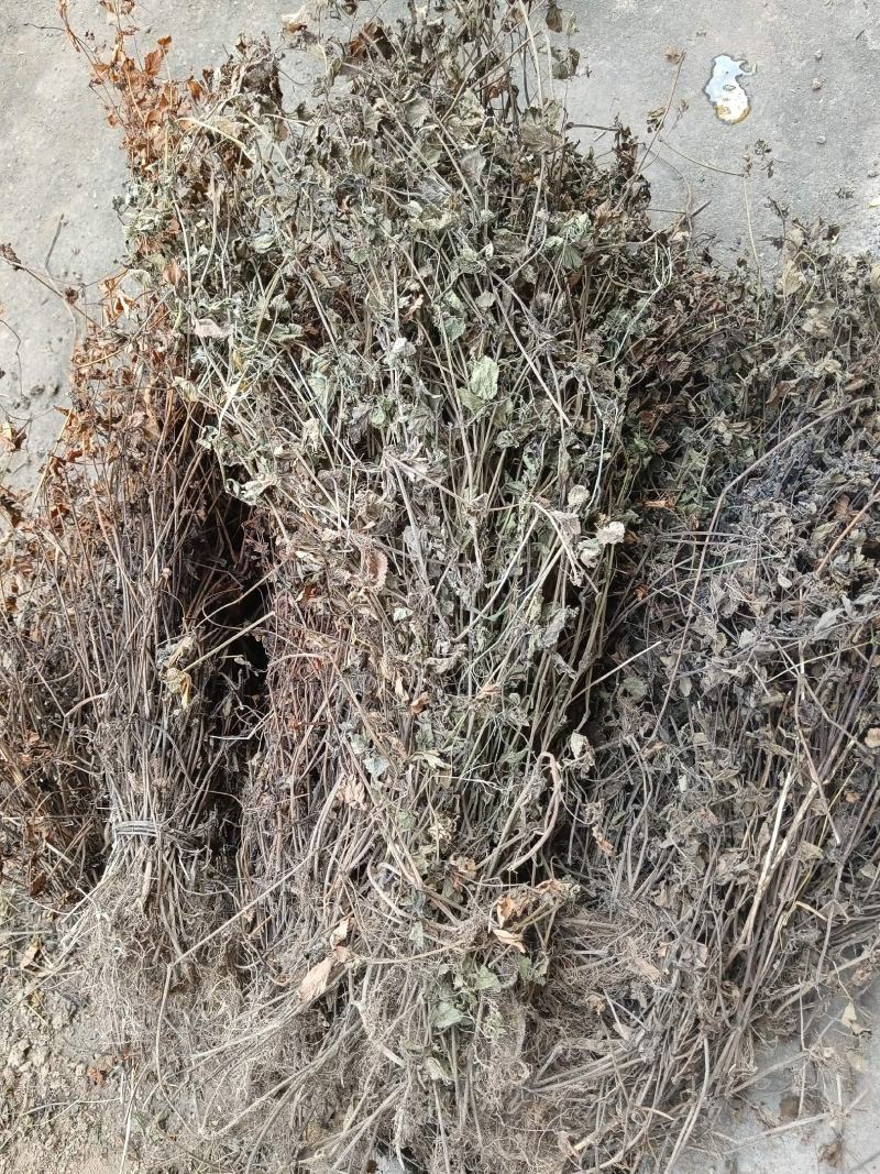 出售（中药材）苦玄参鲜干原草（4,5吨起售）