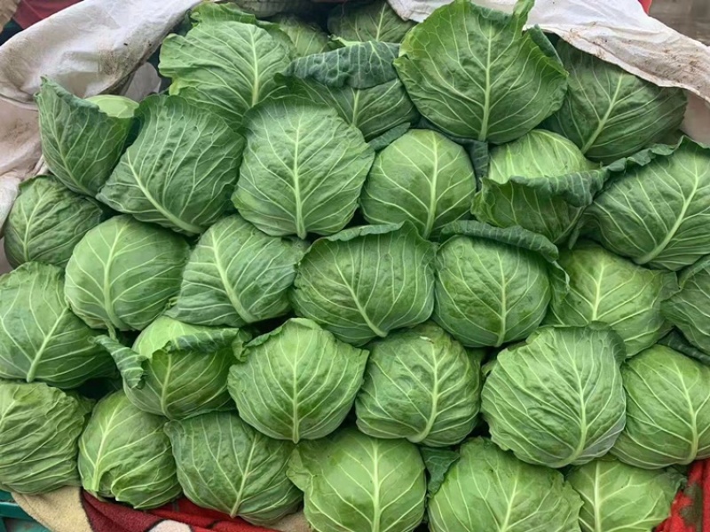 甘蓝包菜河北邯郸万亩甘蓝个头均匀产地直销