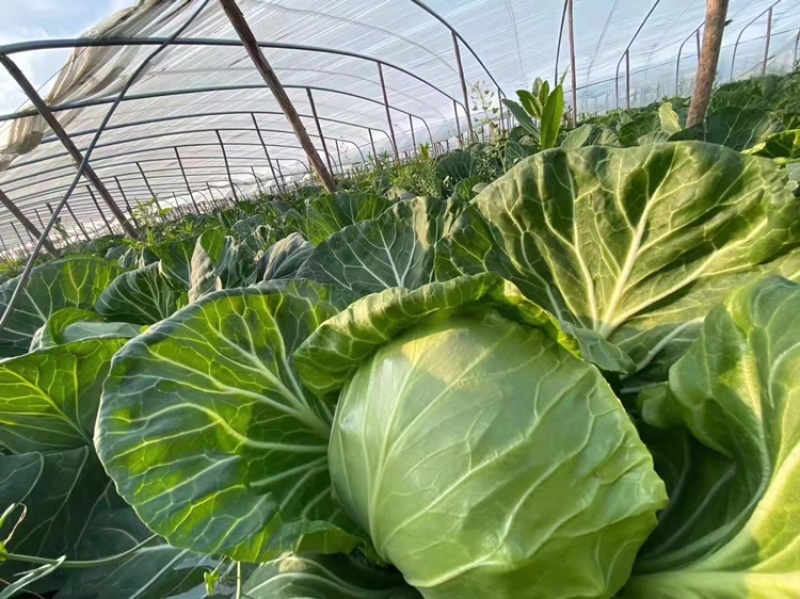 甘蓝包菜河北邯郸万亩甘蓝个头均匀产地直销