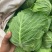 甘蓝包菜河北邯郸万亩甘蓝个头均匀产地直销