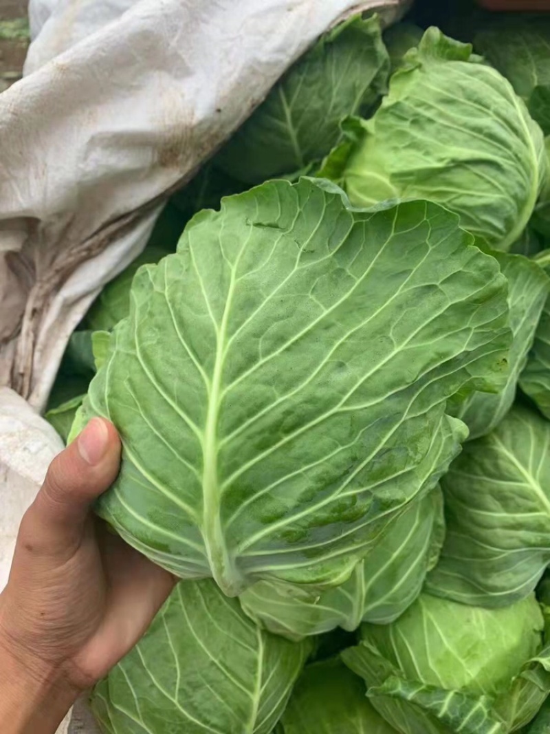 甘蓝包菜河北邯郸万亩甘蓝个头均匀产地直销