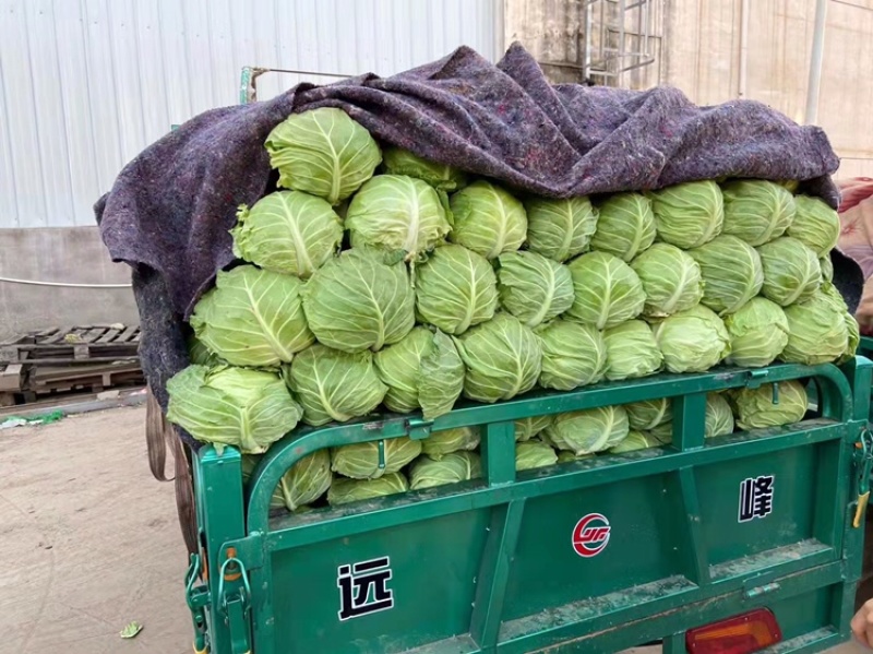 甘蓝包菜河北邯郸万亩甘蓝个头均匀产地直销