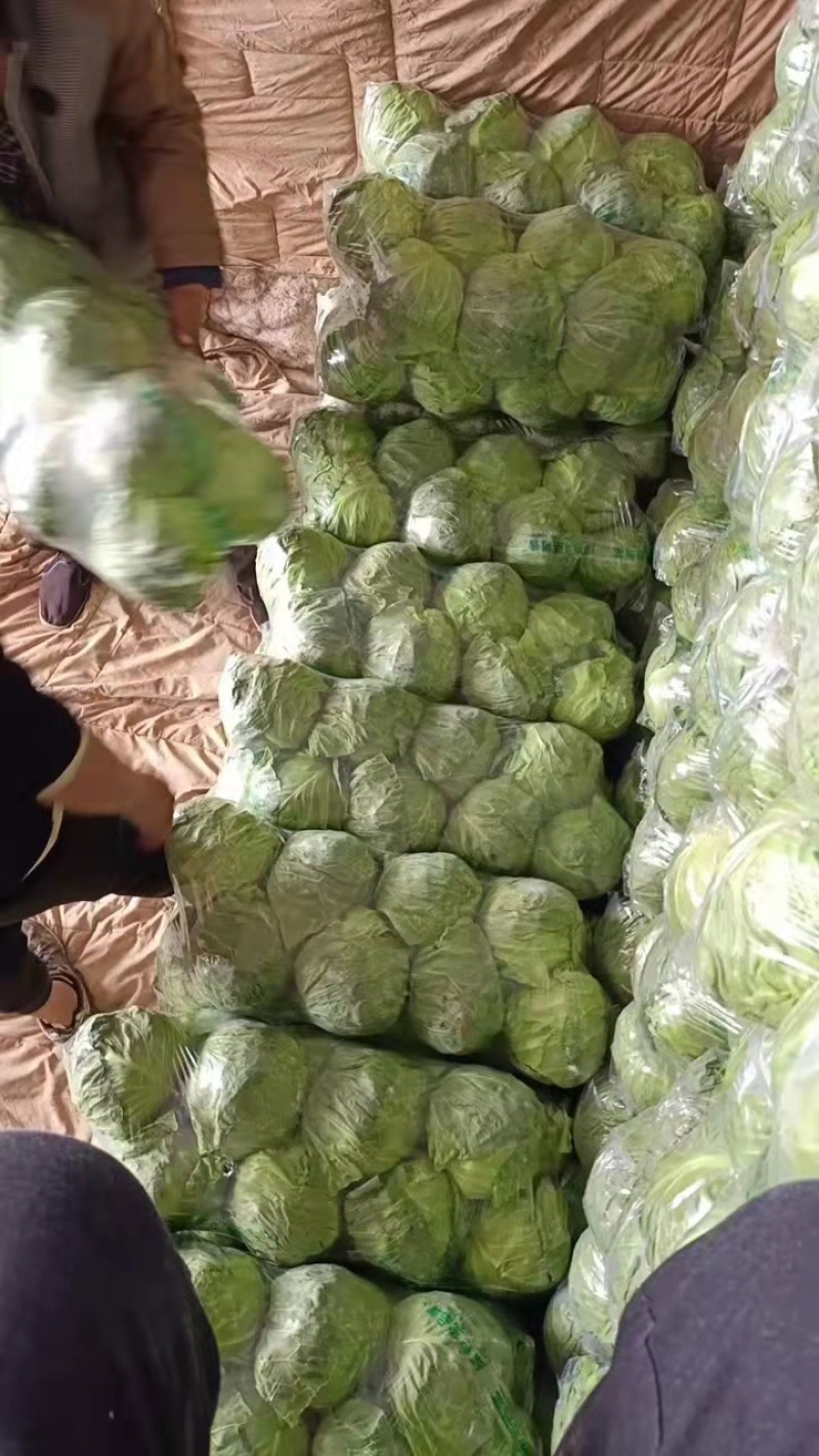 甘蓝包菜河北邯郸万亩甘蓝个头均匀产地直销
