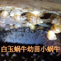 白玉蜗牛幼苗小蜗牛幼蜗牛