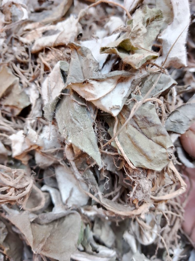 云南大山出产天青地白草，纯干货，批发不零售