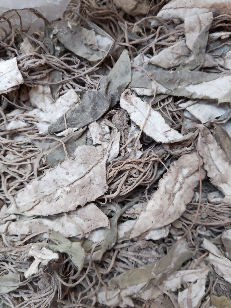 云南大山出产天青地白草，纯干货，批发不零售