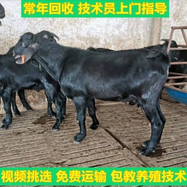 黑山羊种羊货到付款包送到家专车专送自由挑选