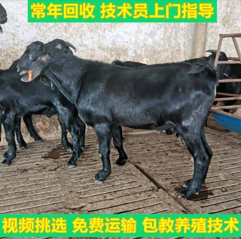黑山羊种羊货到付款包送到家专车专送自由挑选
