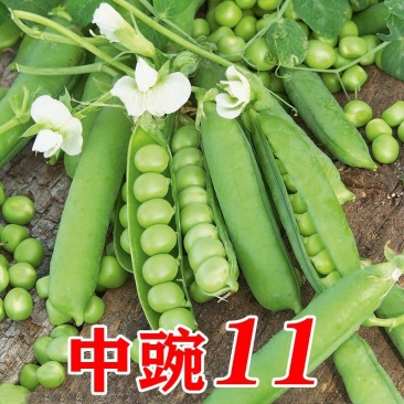 豌豆种子采豆角豌豆种子中豌6号升级品种中豌11号豌豆种子