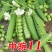 豌豆种子采豆角豌豆种子中豌6号升级品种中豌11号豌豆种子