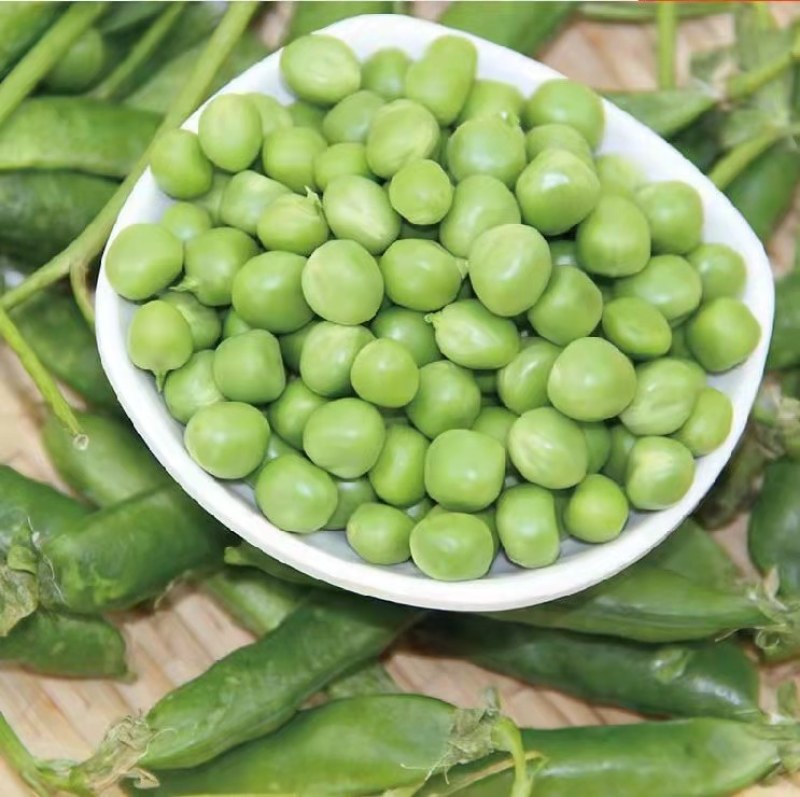 矮子豌豆种子中豌六号豌豆种子大黄角豌豆种子采角豌豆种子