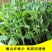 优质豌豆种子（采尖）越采越粗豌豆尖种子豌豆芽种子