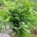 优质豌豆种子（采尖）越采越粗豌豆尖种子豌豆芽种子